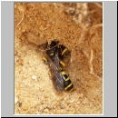 Crabro peltarius - Grabwespe w08 12mm.jpg